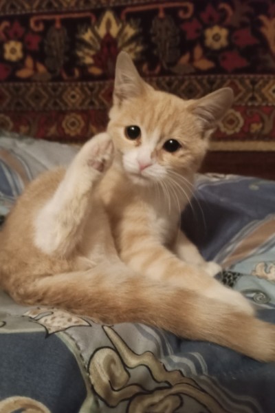 4445
